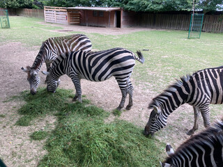 A group of zebras grazing in a zoo enclosure under the shade of trees on a sunny day. © Jakub