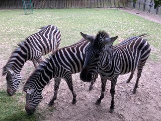 A group of zebras grazing in a zoo enclosure under the shade of trees on a sunny day. © Jakub