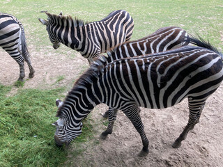Obraz premium A group of zebras grazing in a zoo enclosure under the shade of trees on a sunny day.