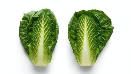 Fototapeta premium Two Romaine lettuce hearts viewed from above. Tall, sturdy dark green Cos lettuce heads with firm ribs. Isolated on white, macro photography