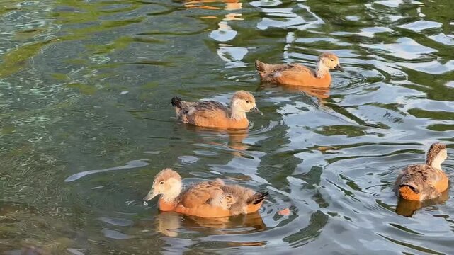 Small Ruddy shelduck ducklings on lake in the summer. It is a waterfowl of the duck family, similar to the common one. Ducklings learn to swim and dive to get food from the bottom of the pond.