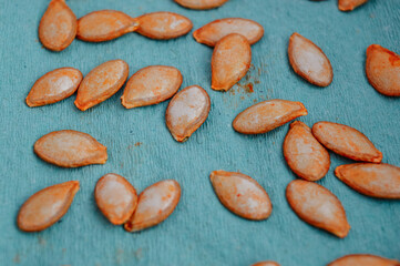 Obraz premium Hand placing pumpkin seeds on paper towel to dry, close up. Home gardening preparation, seed saving, organic farming, autumn harvest, sustainable living and zero waste concept.