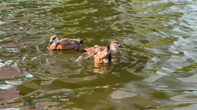 Small Ruddy shelduck ducklings on lake in the summer. It is a waterfowl of the duck family, similar to the common one. Ducklings learn to swim and dive to get food from the bottom of the pond.