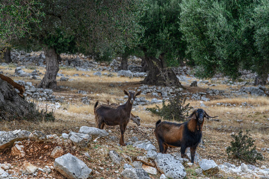 Goats in Rocky Countryside, Kefalonia, Greece
