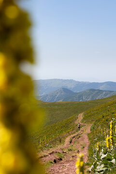 View of a lone figure ascends a sun-kissed trail, wildflowers blur in the foreground, mountain ranges fade into the hazy horizon, Bela Palanka, Serbia.