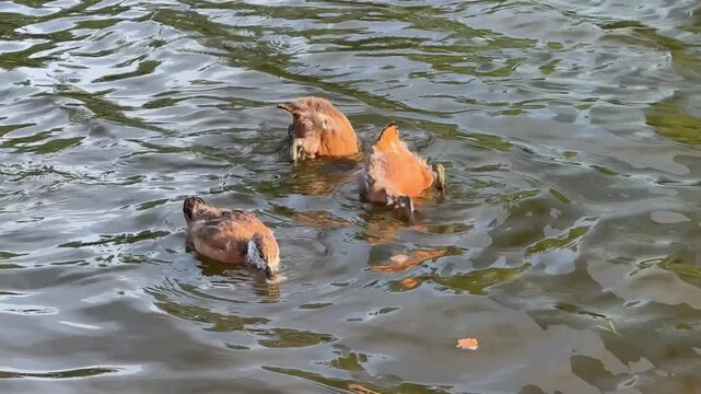 Small Ruddy shelduck ducklings on lake in the summer. It is a waterfowl of the duck family, similar to the common one. Ducklings learn to swim and dive to get food from the bottom of the pond.