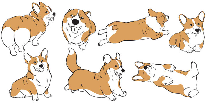 A vector illustration set of Corgi dogs in various cute poses, including splooting, running, sitting, and showing their backside, featured in a clean line art style isolated on a white 
