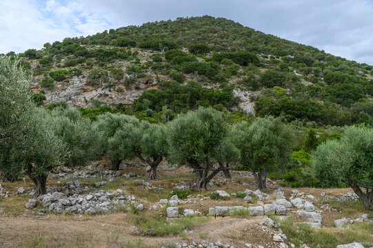 Aetos Hill of Ancient Alalcomenae Rising over the Olive Grove, Ithaca, Greece