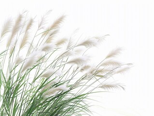 Tall grass sways gently under sunlight, showing delicate white tips against bright background