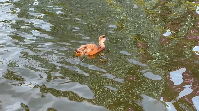 Small Ruddy shelduck ducklings on lake in the summer. It is a waterfowl of the duck family, similar to the common one. Ducklings learn to swim and dive to get food from the bottom of the pond.