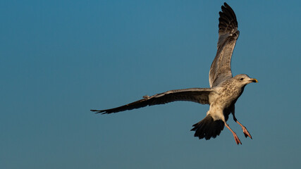 Seagull in the air
