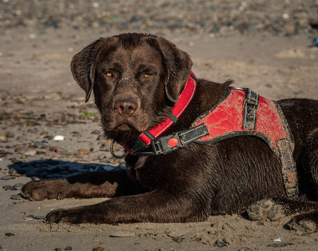 dog , perro con su arnes de paseo en la playa 