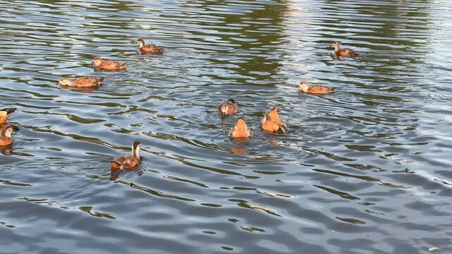 Small Ruddy shelduck ducklings on lake in the summer. It is a waterfowl of the duck family, similar to the common one. Ducklings learn to swim and dive to get food from the bottom of the pond.