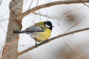 A common tit sits on a tree branch in winter. © Николай Мороз
