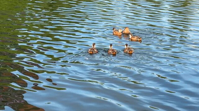 Small Ruddy shelduck ducklings on lake in the summer. It is a waterfowl of the duck family, similar to the common one. Ducklings learn to swim and dive to get food from the bottom of the pond.
