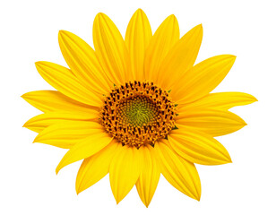 Firefly_Blue human eye ball isolated on transparent background - Firefly_Russian sunflower isolated on transparent background