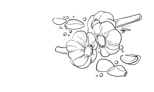 Garlic set, continious line drawing. Doodle garlic sketch. Vegetables and spices outline. Vector illustration