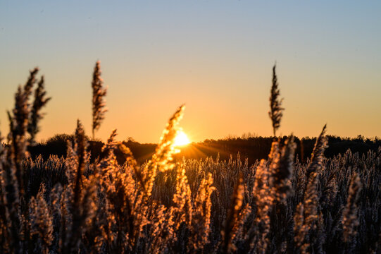 Sonnenaufgang im Schilf auf Borkum &ndash; Goldene Morgenstimmung an der Nordsee
