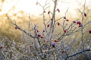 Hagebutten im Raureif &ndash; Frostiger Wintermorgen auf Borkum