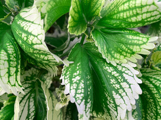 green leaves in the garden