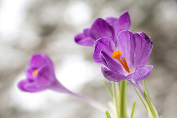  Zbliżenie, fioletowe kwiaty Krokusów wyizolowane na białym tle, tapeta. © mycatherina