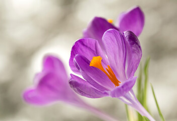  Zbliżenie, fioletowe kwiaty Krokusów wyizolowane na białym tle, tapeta. © mycatherina