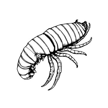 Intricate Hand-Drawn Giant Isopod Illustration: Deep-Sea Marine Biology in Antique Woodcut Style on a White Background