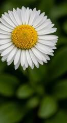 Obraz premium Close-up of white daisy flower with a yellow center against a green background, representing purity and freshness, with free space for text