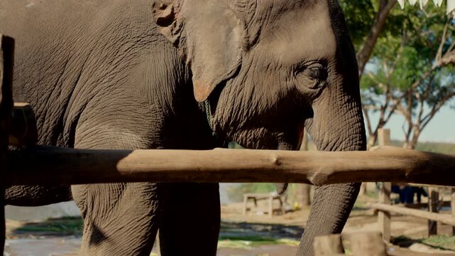 Asian elephants eating habit while standing calmly in the zoo northern Thailand, Thai elephant wildlife conservation with animal welfare and eco-tourism concept.
