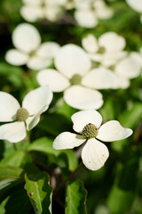 Close-up of blooming flowering dogwood Cornus florida. White decorative bracts surround the inflorescence. Delicate spring bloom, botanical beauty, and natural harmony.