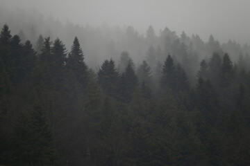 Misty forest landscape with dark evergreen trees in foggy weather © Nataliia
