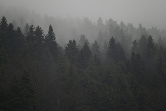 Misty forest landscape with dark evergreen trees in foggy weather