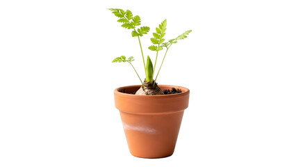 Small plant in a clay pot isolated against a transparent background.
