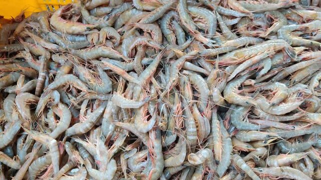 4k video of seafood at dock