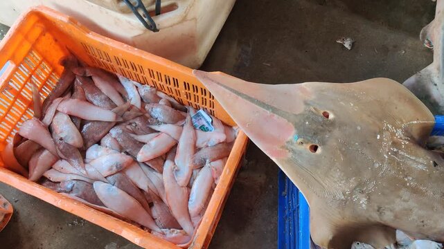 4k video of seafood at dock