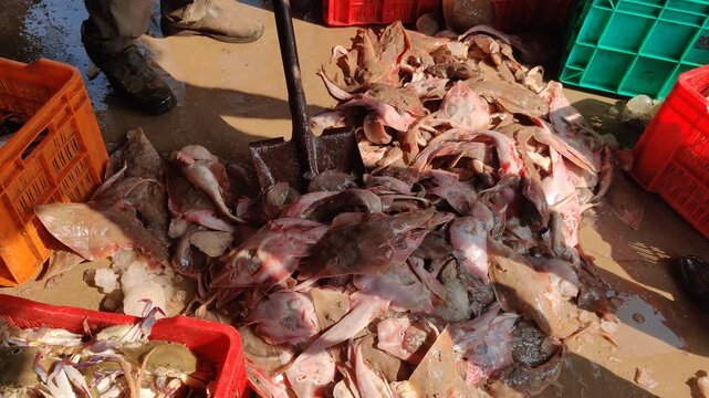 Close up video of fish cought by fisheman.