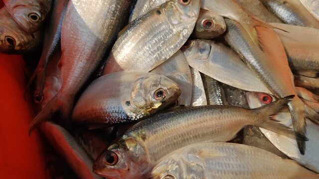 4k video of seafood at dock