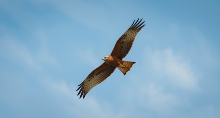 Fototapeta premium Red kite bird of prey in full wing span flying smoothly above bright blue sky
