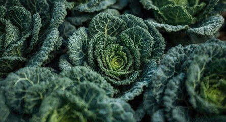 Kale production strategies targeting selective green vegetable yields