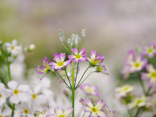 優しいパステル色の春の花壇