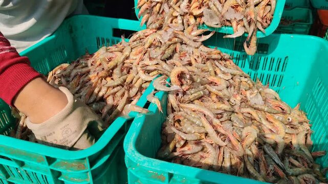 4k video of seafood at dock