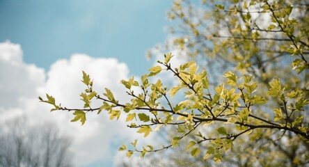 Springtime view of fresh yellow oak leaves blossoming in early season