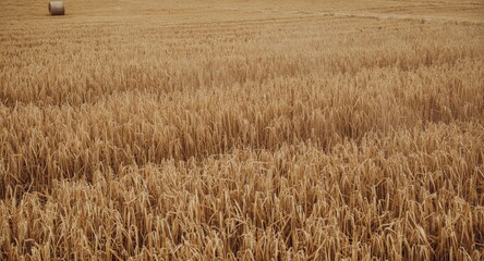 Fototapeta premium Field of harvested grain stubble with straw scattered unevenly and bales faintly seen beyond