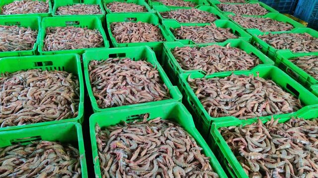 4k video of seafood at dock