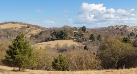 Soothing natural park view with varied tree shapes and hill contours for coloring