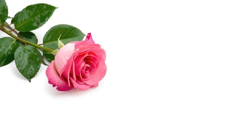 Naklejka premium Pink rose with sparkling wet leaves placed on white copy space