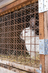 rabbit in a cage