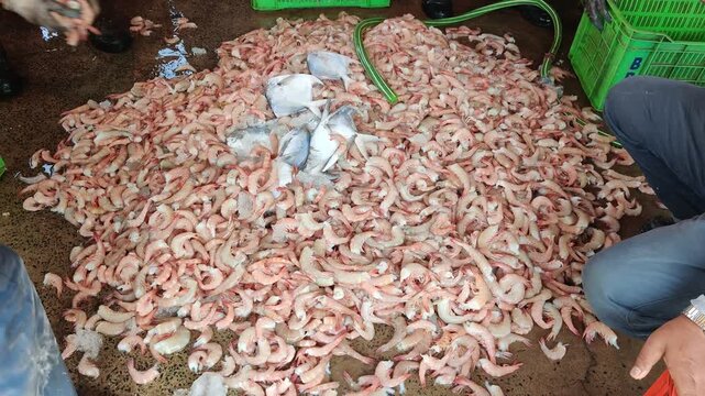 4k video of seafood at dock