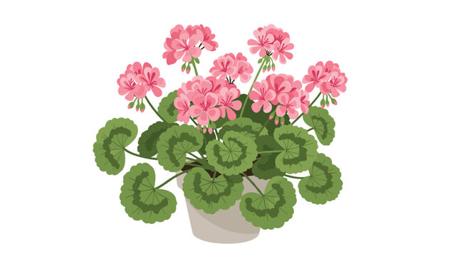 A beautiful vector illustration of a blooming pink geranium plant with vibrant flowers and lush green leaves, potted in a simple container.