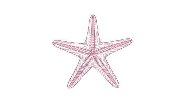 A creative and stylized vector illustration of a starfish, rendered with a delicate pink cross-hatching line pattern for a unique texture.